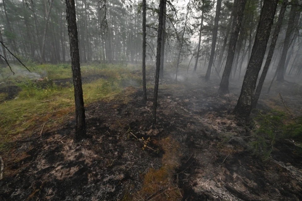 Причиненный региону лесными пожарами, по состоянию на 22.07.2022 года, составил 53 757 рублей.