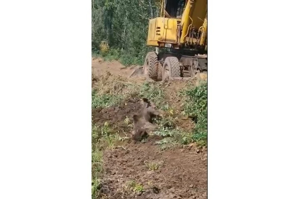 Лось не мог выбраться сам из отстойника в Удмуртии. Фото: скриншот видео