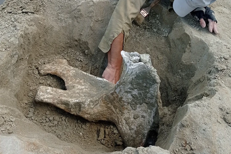 Палеонтологи нашли на Кубани кости древних слонов и гигантских саламандр