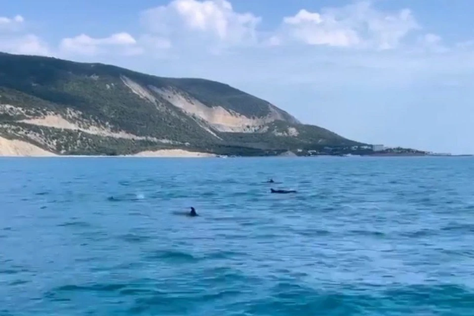 Дельфины сопровождали туристов у берегов Анапы. Фото: скриншот.