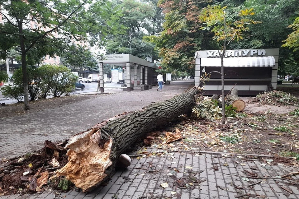 Дерево упало рядом с автобусной остановкой и ларьком