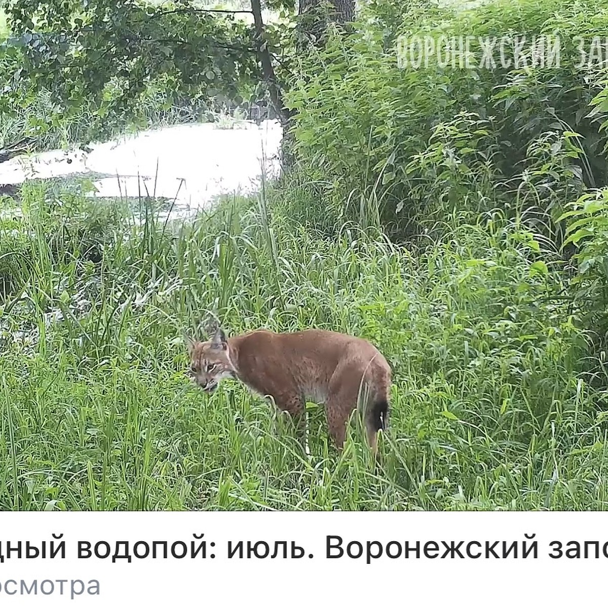 Воронежский заповедник показал видео с рысью, жующей траву - KP.RU