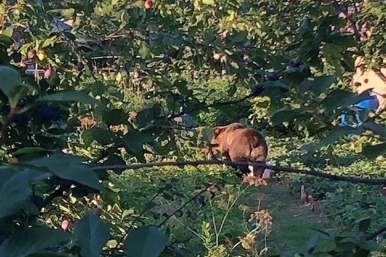 Сломал забор, наелся яблок и ушел: в Самарской области ищут забредшего в село медведя