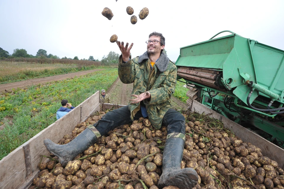Всего в этом году выкопают 207 тысяч тонн картофеля.