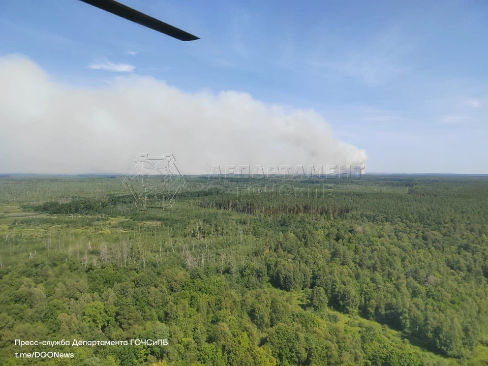 Причиной природных пожаров в Рязанской области пока называют антропогенный фактор. Фото: t.me/DGONews