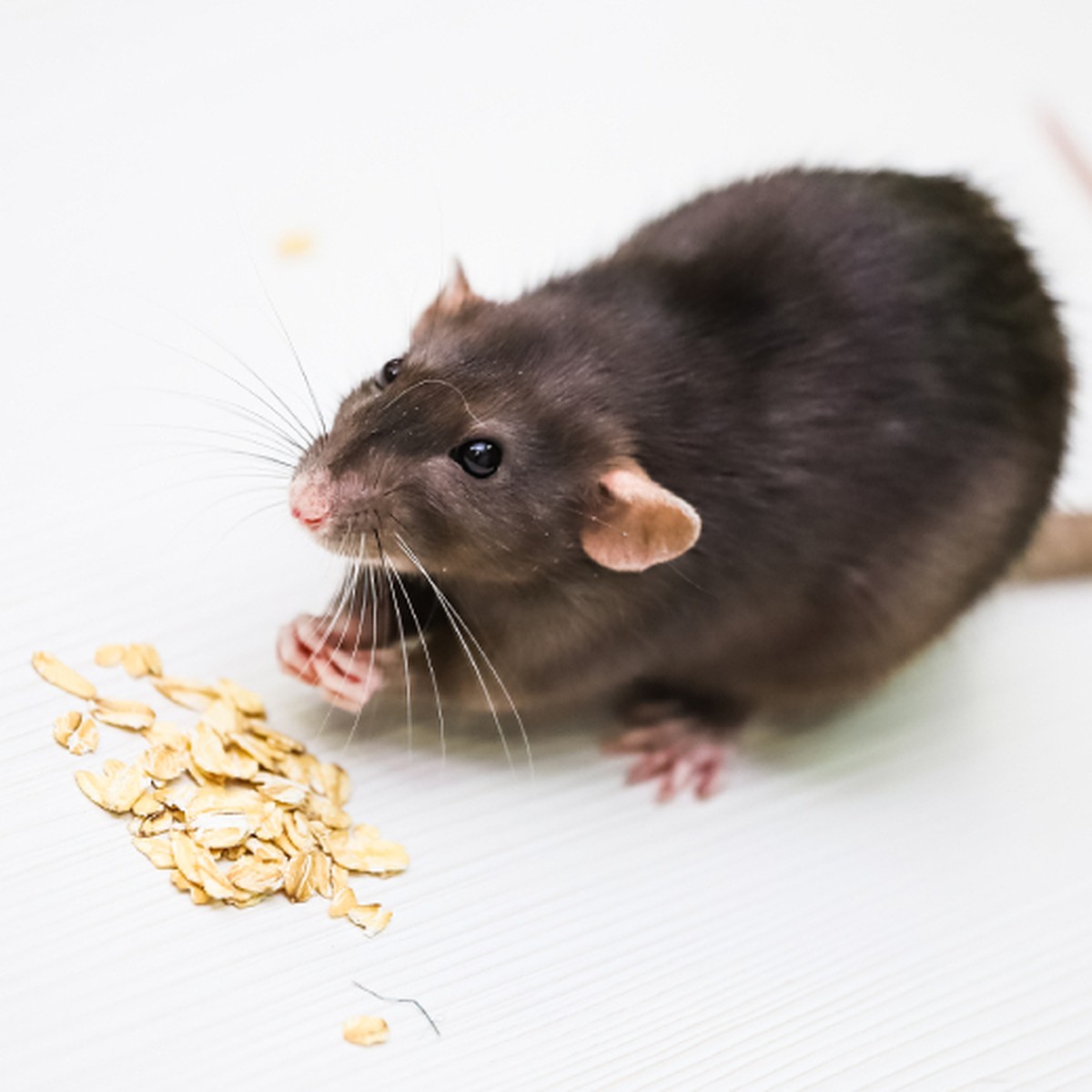 Как защитить дом от мышей?