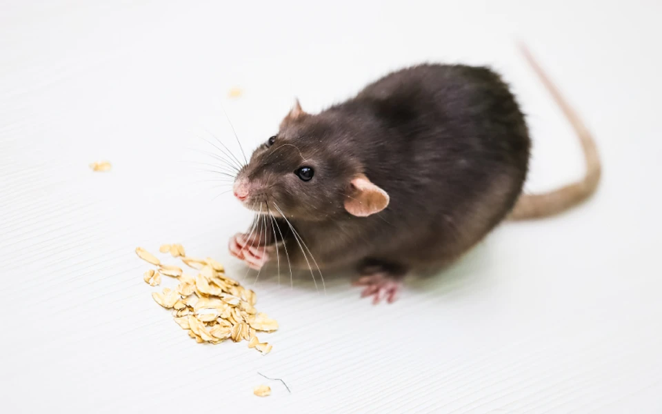 Откуда под полом берутся мыши?