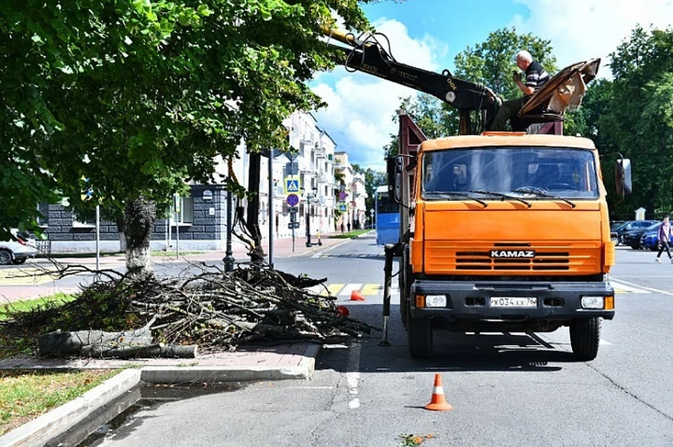 На месте сухих и аварийных деревьев посадят новые