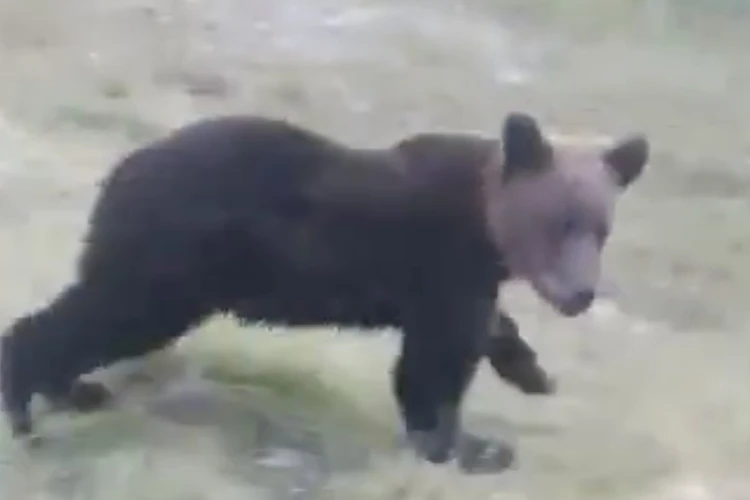 На Ямале медвежонок вышел из леса к дачному поселку и нарвался на бесстрашных собак