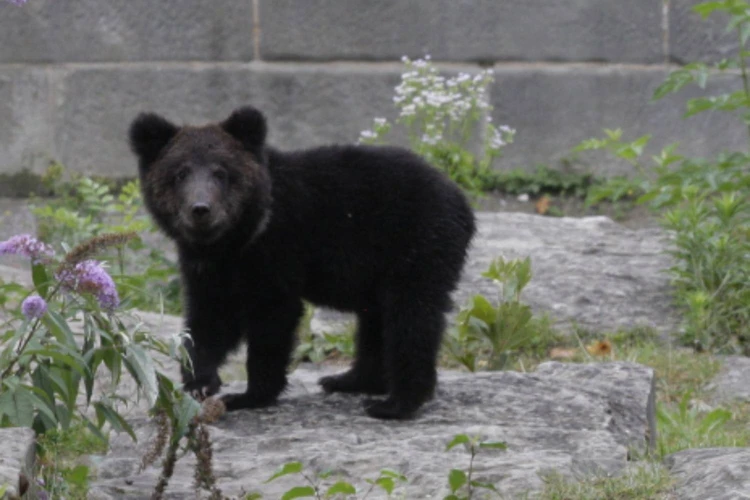 Медвежонок атаковал палатку отдыхающих на Горьковском море в Нижегородской области