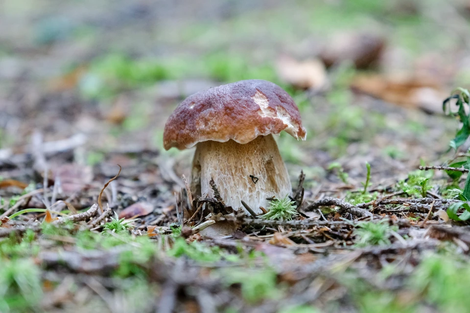 Миколог рассказал, когда можно собирать грибы в Ленинградской области