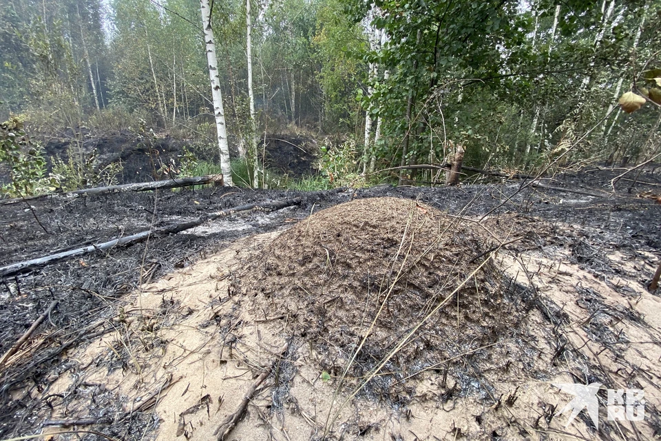 Пожары в Рязанской области сейчас: гореть продолжает в трех районах региона.