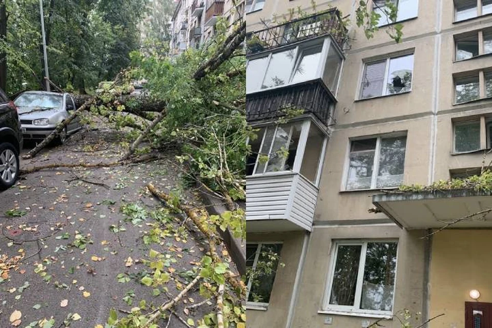 В Петербурге упавшее дерево раздавило машину и выбило стекла в жилом доме