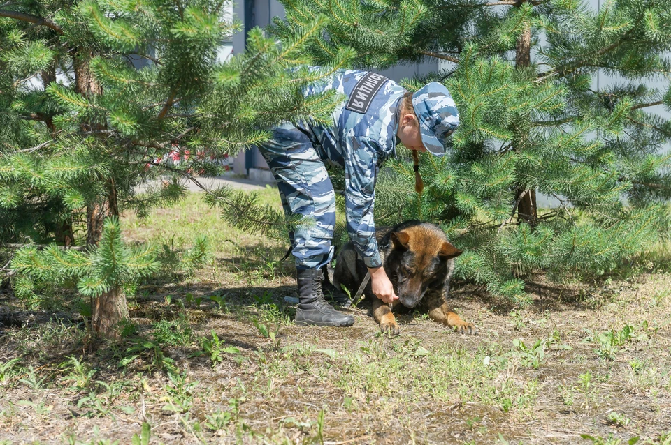 В деле разбираются силовики