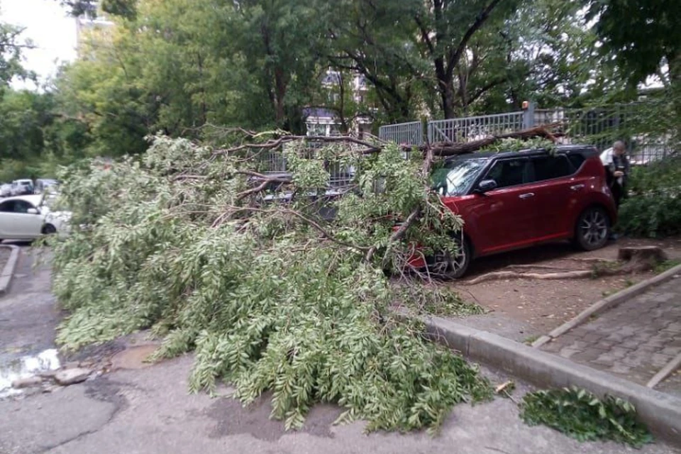 В регионе мощный ветер роняет деревья, которые падают на машины. Фото: Telegram-канал @khv_news