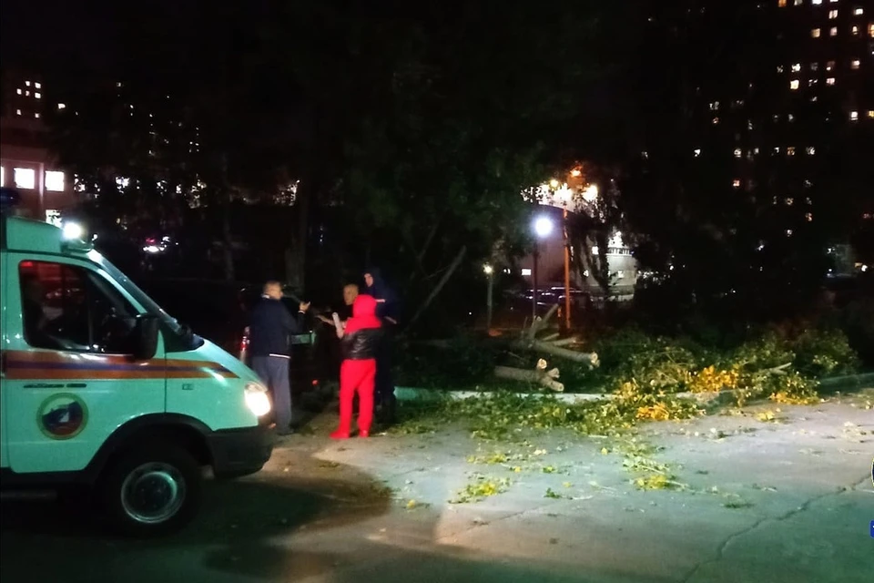 В Новосибирске упавшее дерево перегородило парковку возле поликлиники на Родниках. Фото: Спасатели МАСС.