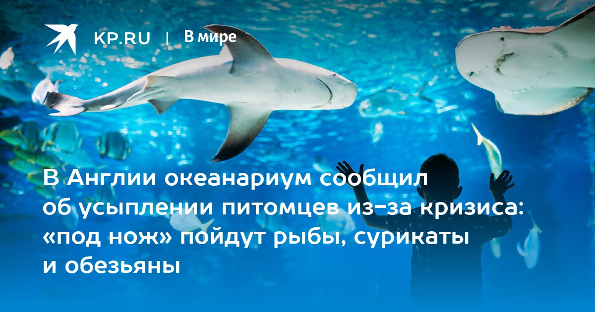 В Англии океанариум сообщил об усыплении питомцев из-за кризиса: под ножпойдут рыбы, сурикаты и обезьяны