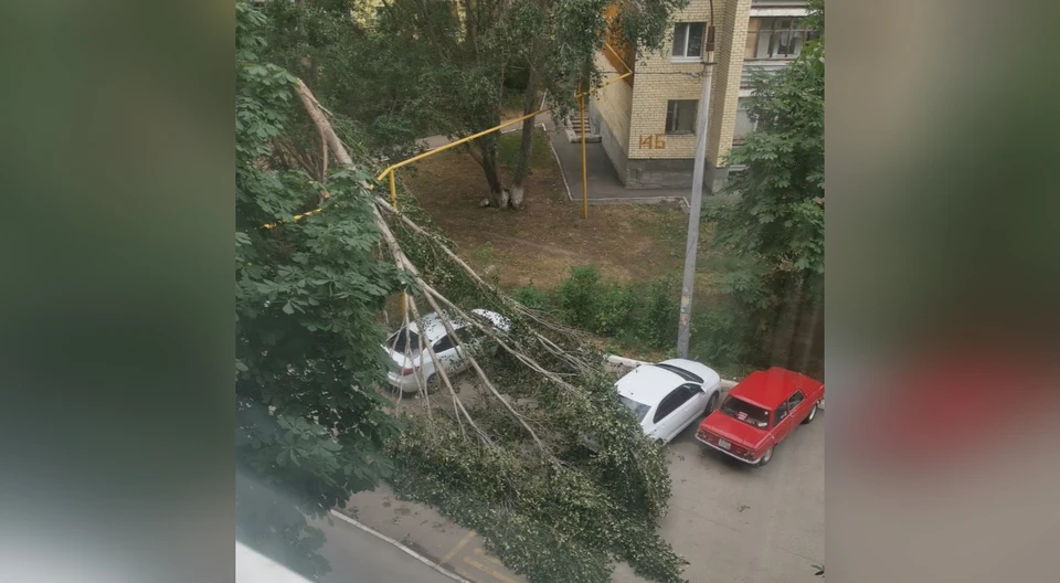 Рухнувшее дерево повредило две припаркованные во дворе машины