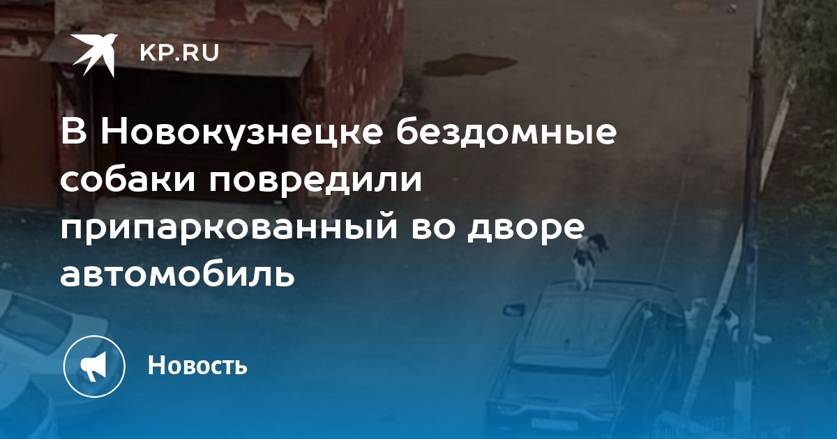 Собаки повредили автомобиль