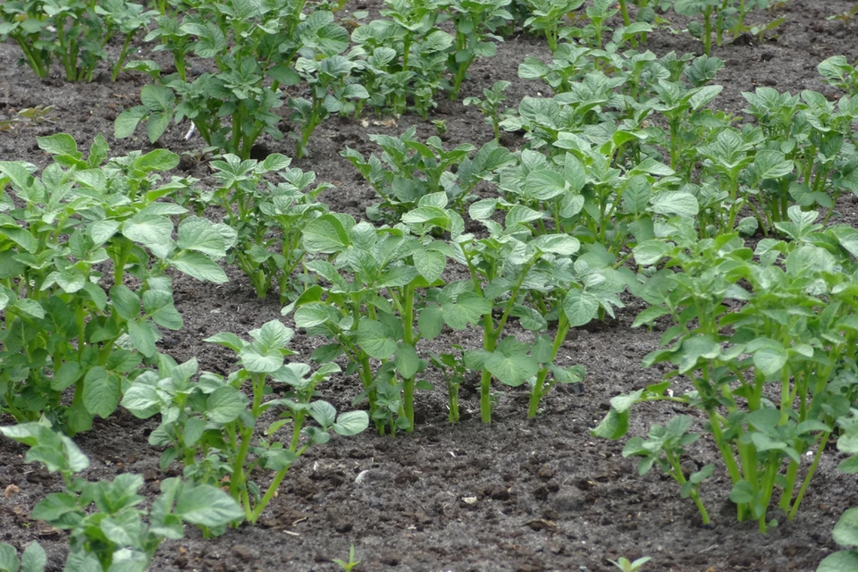 Уборка картофеля и посадка озимых культур: чем тюменским дачникам заняться в сентябре