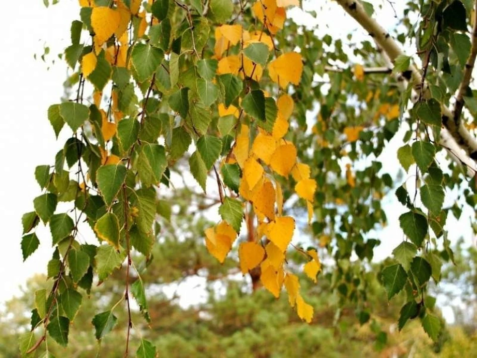 Желтые листья на березе в начале сентября - к ранним холодам. Фото: molva33.ru