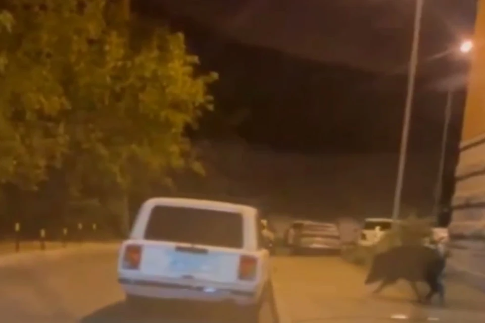 Разгуливающего по улицам дикого кабана засняли на видео в Балашихе Фото: стоп-кадр