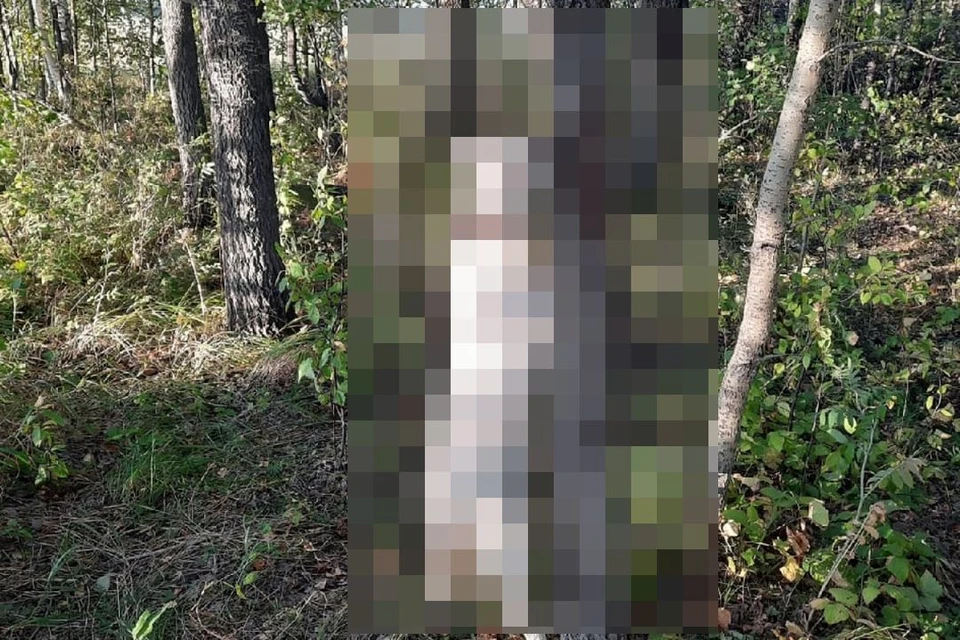 Собаку нашли в лесу. Фото: "Инцидент Новосибирск"