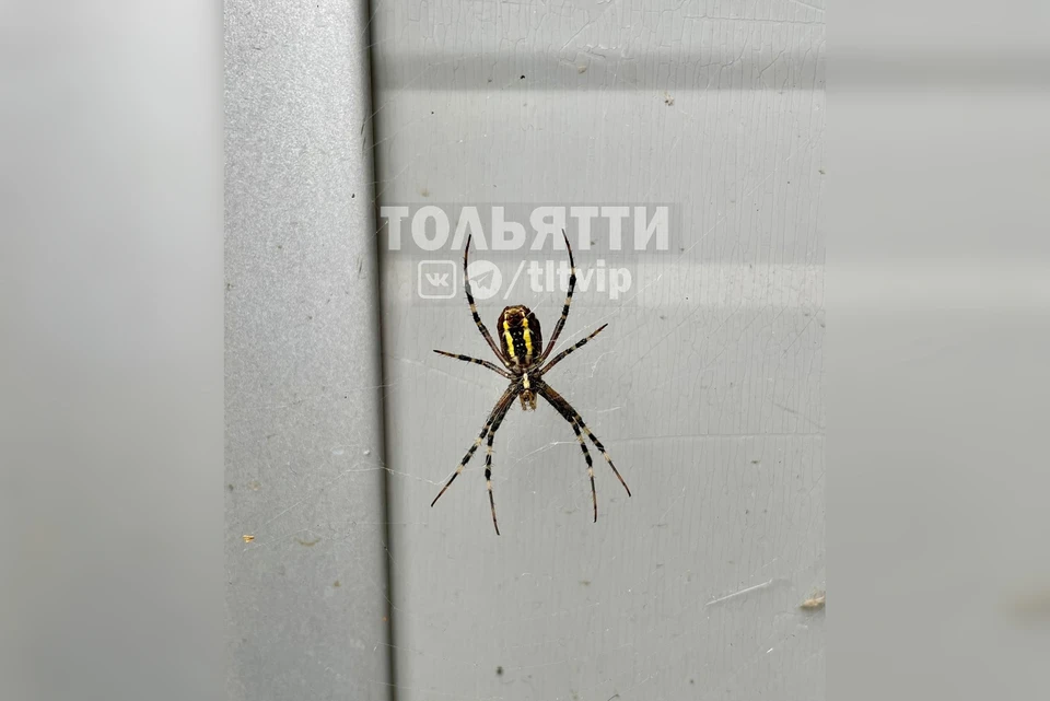 Многие люди в комментариях прониклись симпатией к необычному пауку. Фото: сообщество Вконтакте «Тольятти»