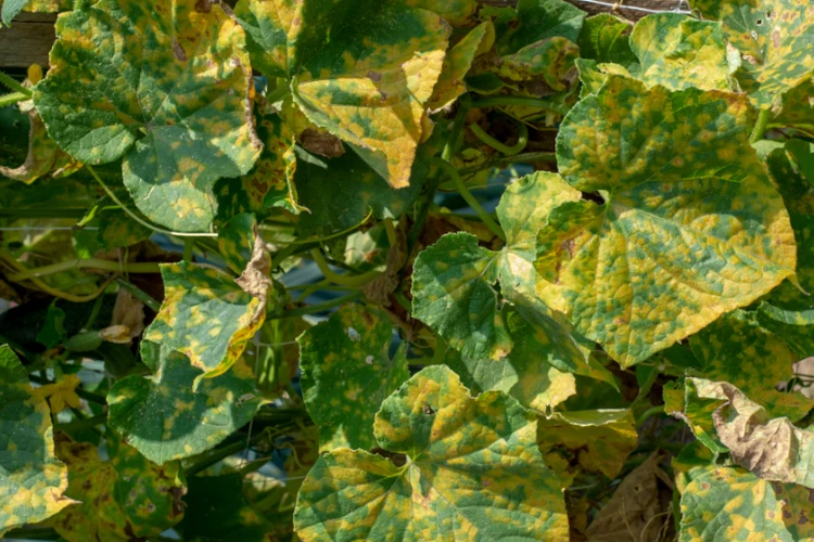 Желтые пятна на листьях огурцов: почему они появляются и что делать