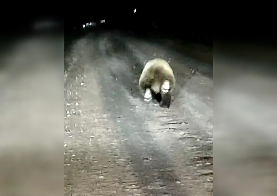 Фото: скриншот видео паблика Мой город - Пермь/ВКонтакте