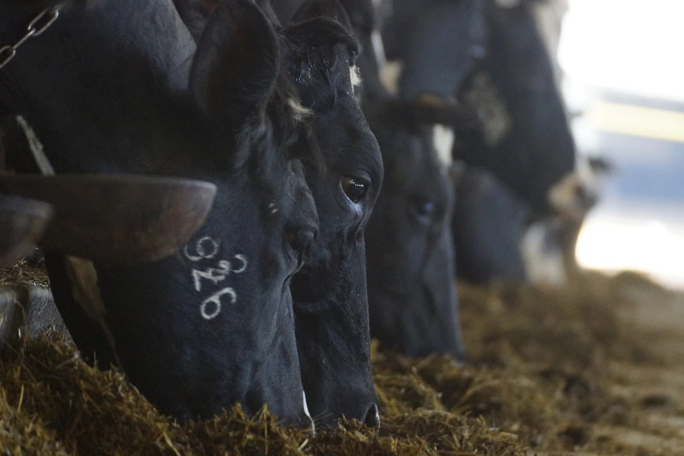 Исследования показали, что коровий комбикорм содержит генно-модифицированную сою
