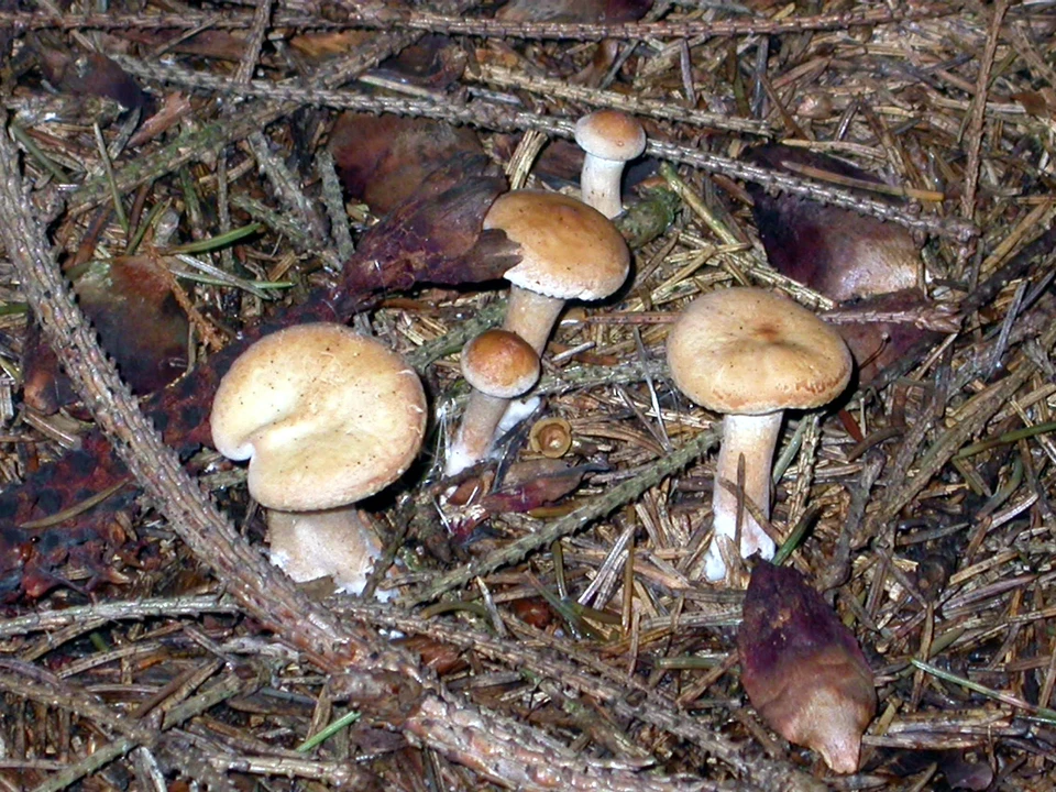 Туляк, пытавшийся продать галлюциногенные грибы, проведет 7 лет в колонии строгого режима