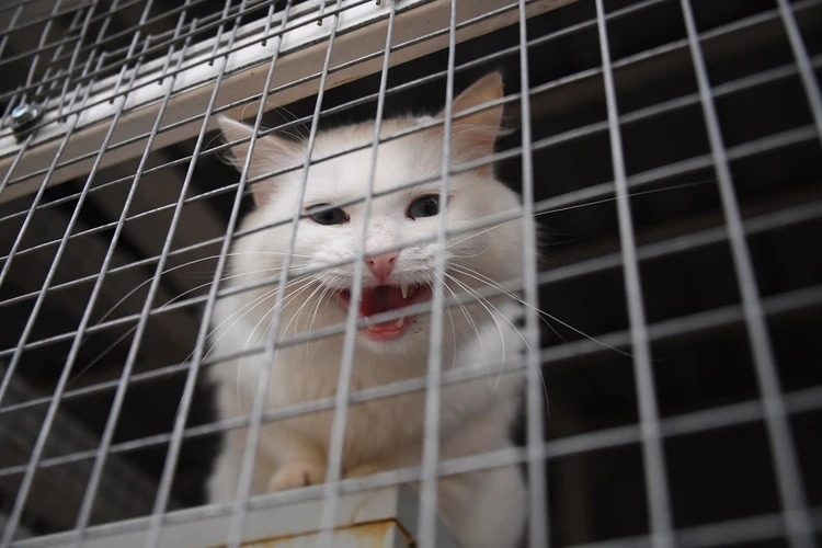 В Ростове за день полсотни котов нашли новых хозяев