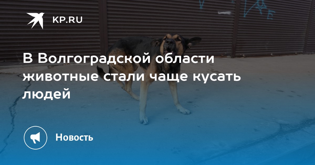 В Волгоградской области животные стали чаще кусать людей - KP.RU