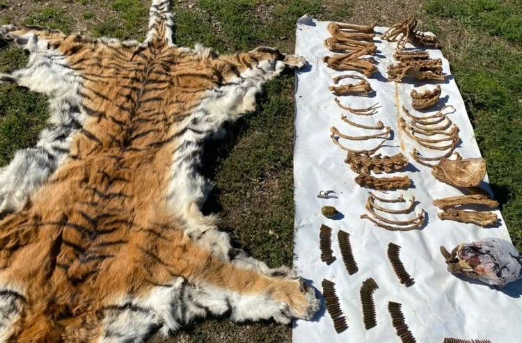 Шкуру, череп амурского тигра и гранату обнаружили пограничники в Приморье