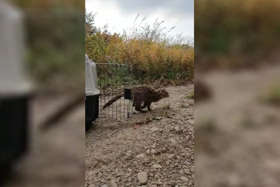 Сейчас жизни животного ничего не угрожает.