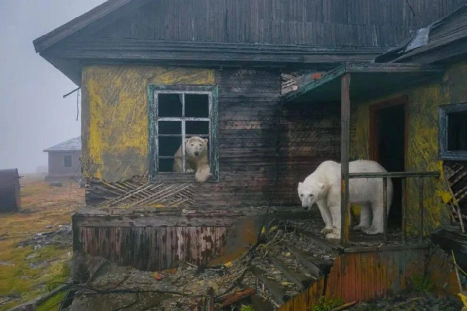 Фото медведей в заброшенном доме было сделано с помощью дрона. Фото: Дмитрий Кох, сайт nhm.ac.uk.