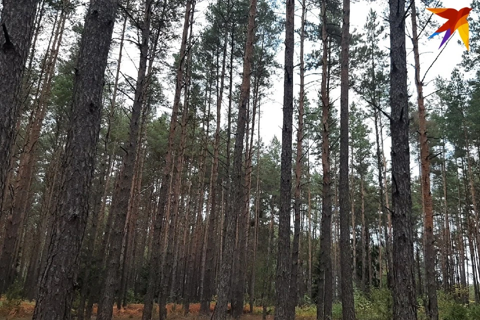 Двух мужчин нашли мертвыми в лесу под Минском. Фотоиллюстрация: София ГОЛУБ