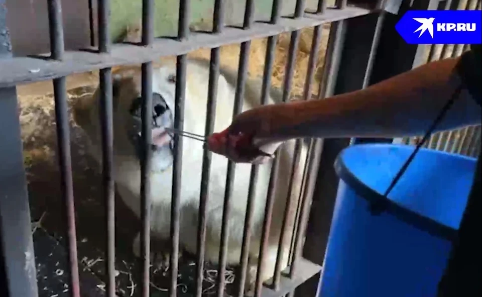 Московский зоопарк показал видео с тренировкой медведя Диксона. Фото: кадр из видео