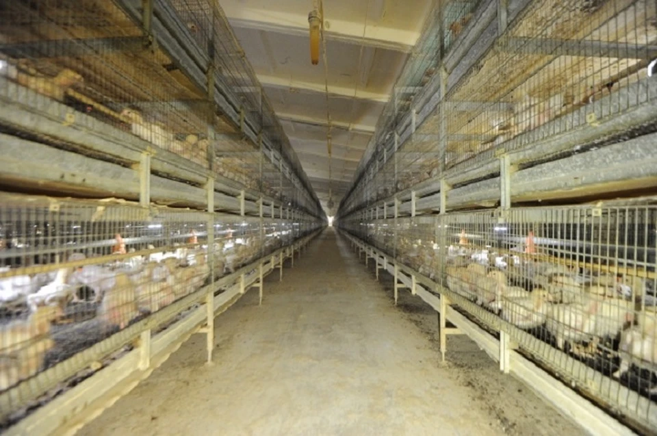 Остались без яичек: на птицефабрике в Комсомольске подтвердился птичий грипп