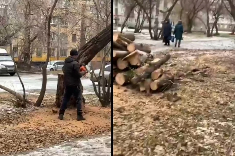 Новосибирцев возмутила вырубка деревьев. Фото: кадр из видео/"АСТ-54"