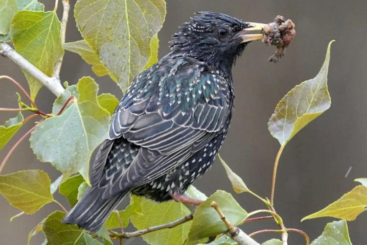 Моя чудесная дача - KP.RU