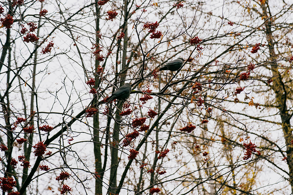 ноябрь дождь фото. теплая погода. москву ждет похолодание. первый снег ижевск. что ожидается в ноябре.