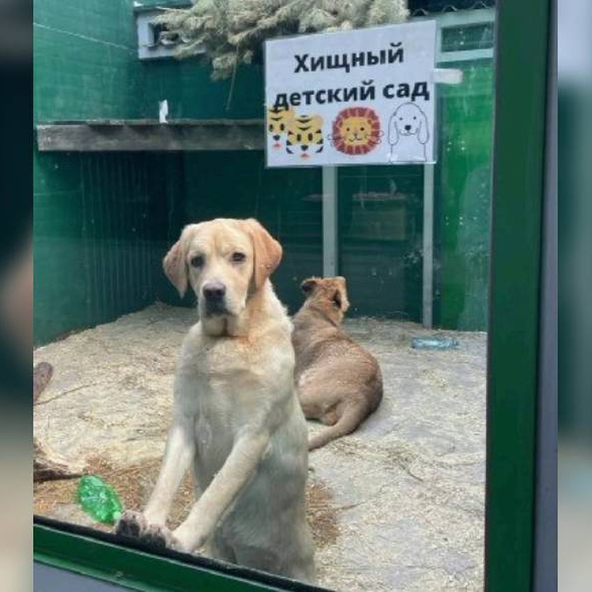 Лабрадор Эльза стала мамой львенку и двум тигрицам в зоопарке Иркутска -  KP.RU