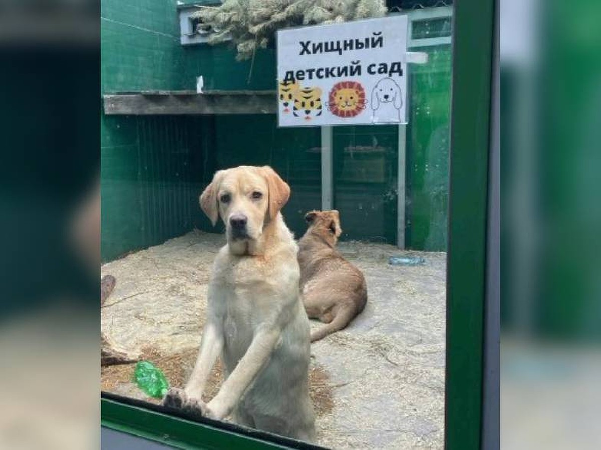 Лабрадор Эльза стала мамой львенку и двум тигрицам в зоопарке Иркутска -  KP.RU