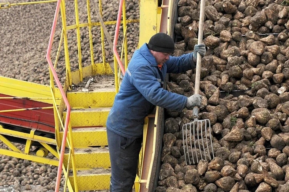 Вице-премьер назвал побочные продукты производства сахара, которые покупают Польша, Литва и Латвия. Фото имеет иллюстративный характер.