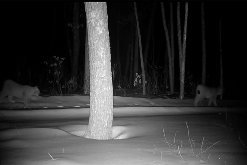 Парочка рысей устроила ночную прогулку Фото: скриншот из видео