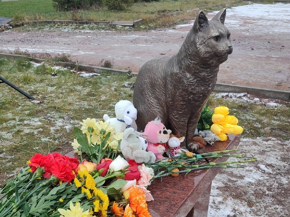 Памятник замученному живодерами коту Кузе установили в Петербурге - KP.RU