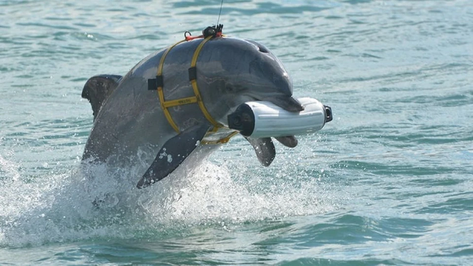 Дельфин в "боевом" снаряжении. Фото: super-arsenal.ru.
