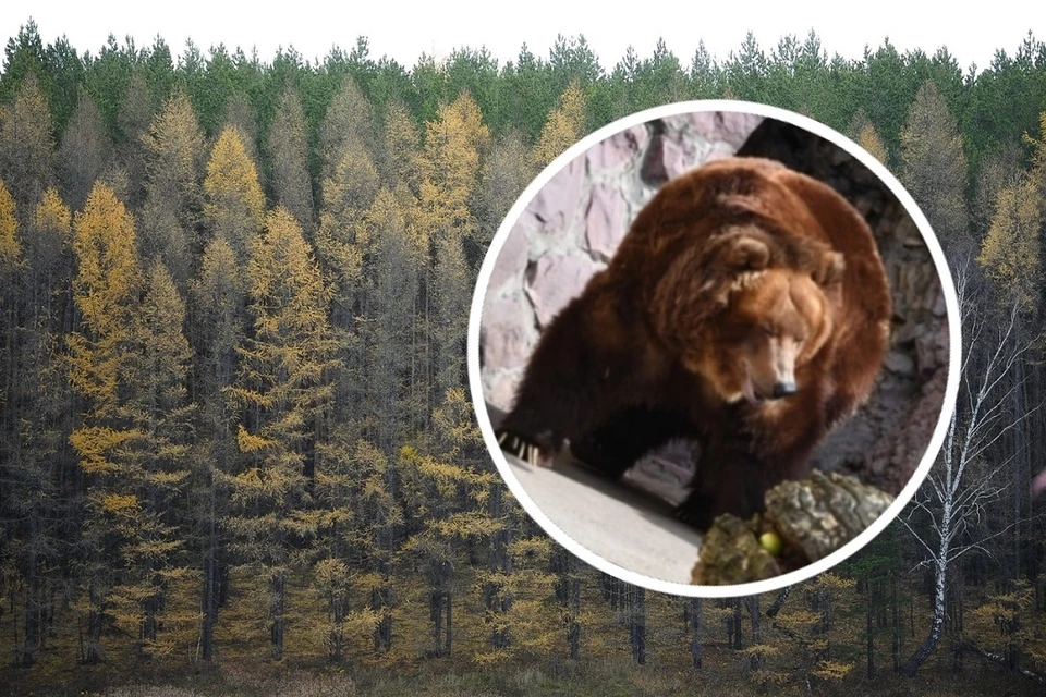 Семья новосибирцев области встретила в лесу медведя-шатуна, гнавшегося за лосем. Фото: МАКЕЕВ Иван.